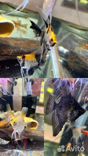 Аквариумные рыбки