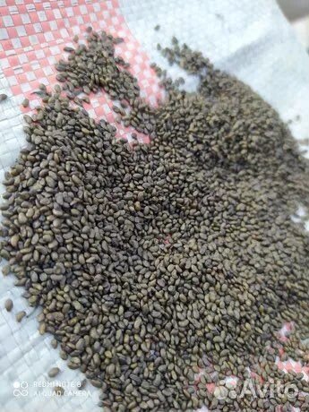 Семена люцерны бажена (элита) Манычская,Багира