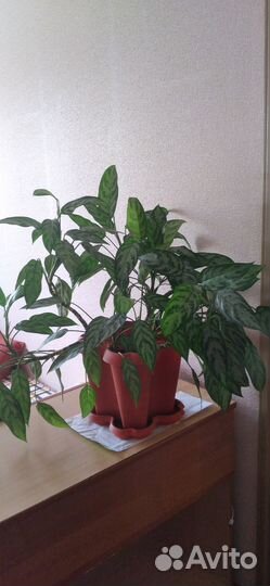 Комнатные цветы