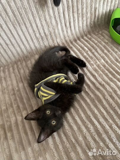 Замурчательный котенок