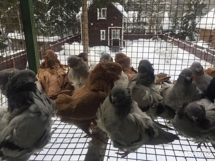 Голуби китайская чайка