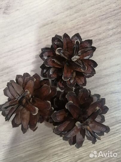 Шишки сосновые обработанные