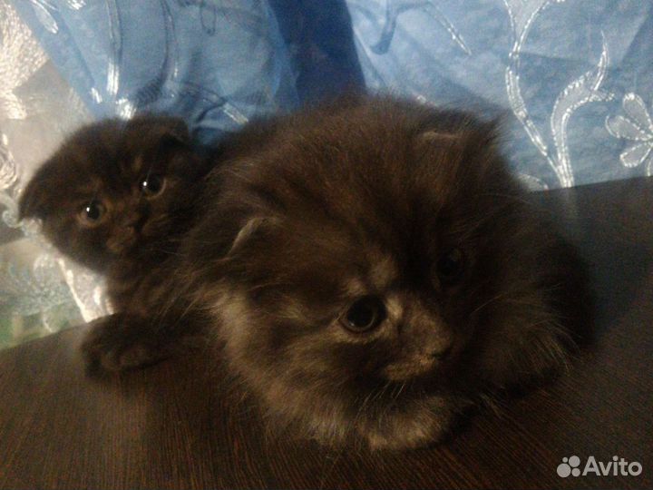 Шотландские вислоухие котята черные