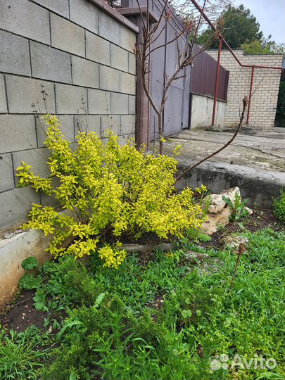 Кариоптерис кладоненский (пестролистный)