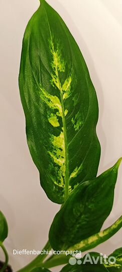 Диффенбахия Компакта