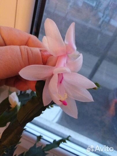 Декабрист белый, с розовой серединкой