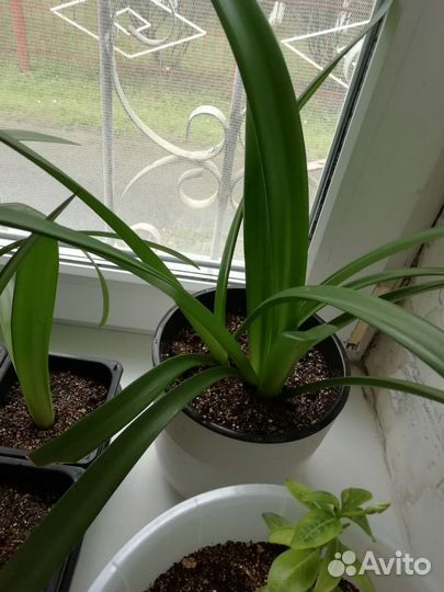 Гиппеаструм/Амарилис