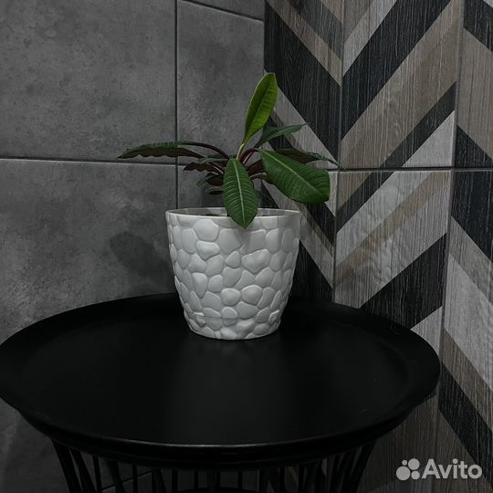 Молочай:беложилковый гребенчатый,обезьянье дерево