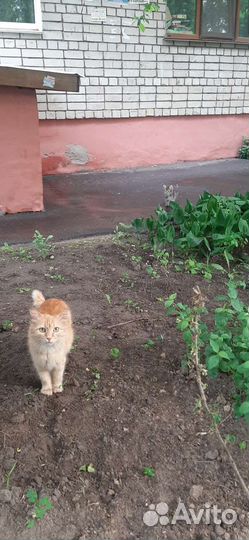 Кошки и котята в добрые руки