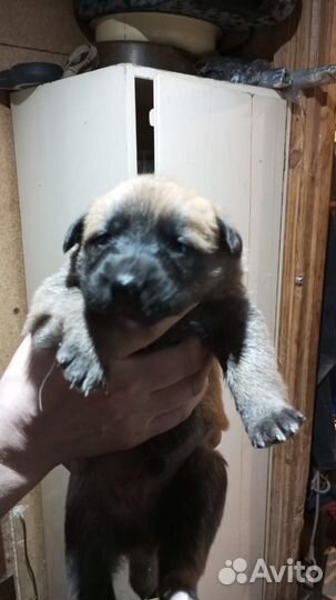 Собака, щенки