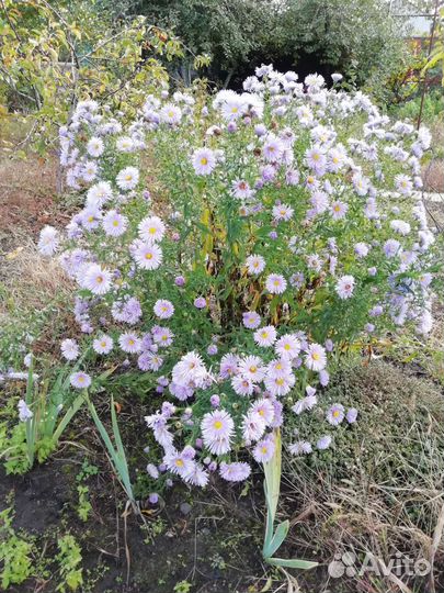 Сентябринки