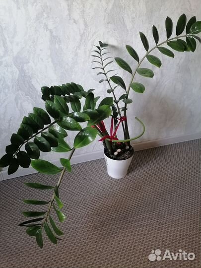 Замиокулькас