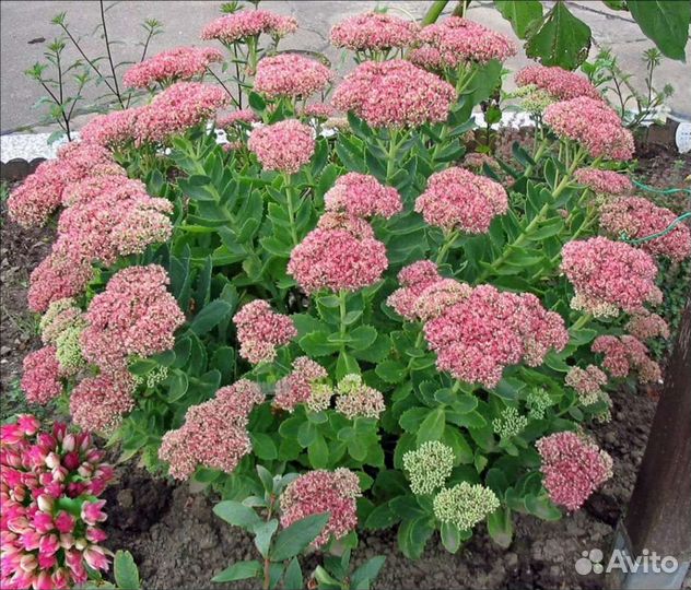 Очиток розовый, калла эфиопская