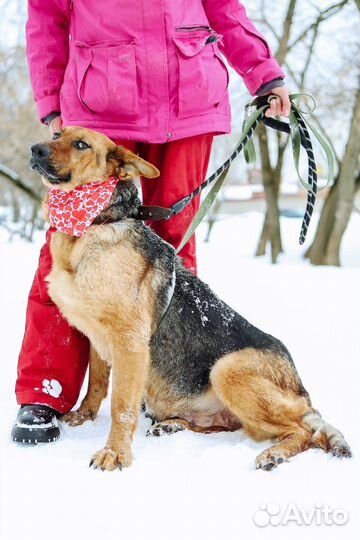 Собака с большими ушами бесплатно
