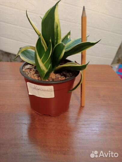 Сансевиерия ханни голд маргината мини