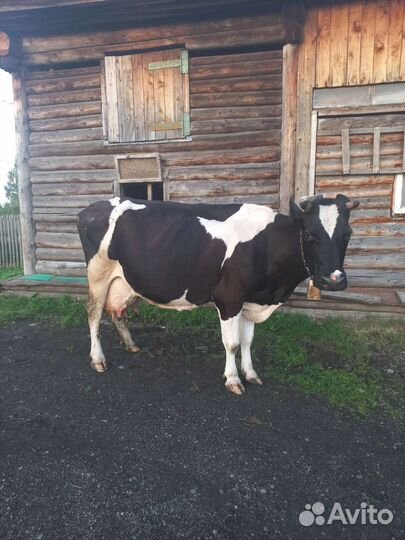 Корова на мясо