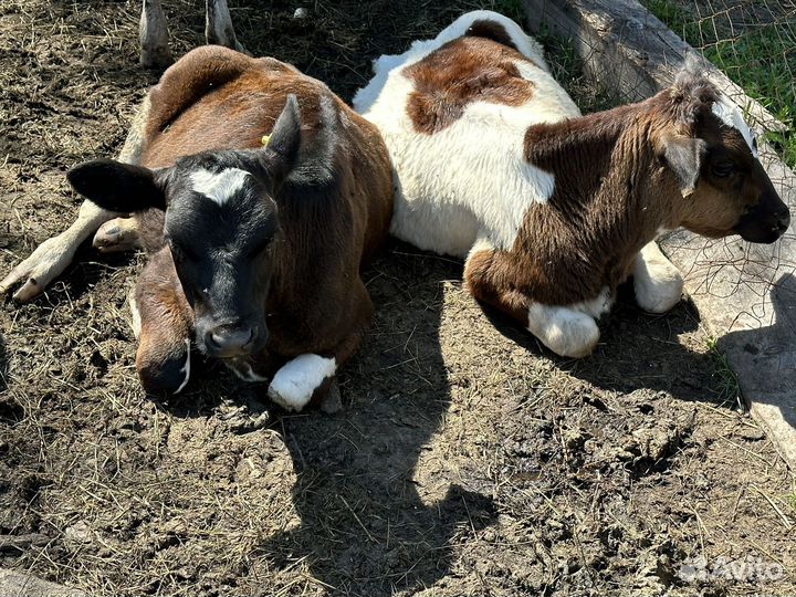 Крс бычки и телочки