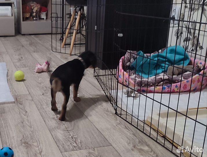 Щенок метис