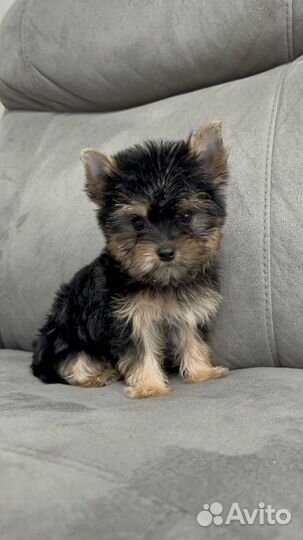 Мини мальчик