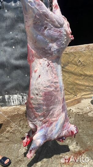 Продам мясо говядина