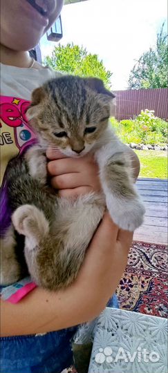 Вислоухие котята в добрые руки