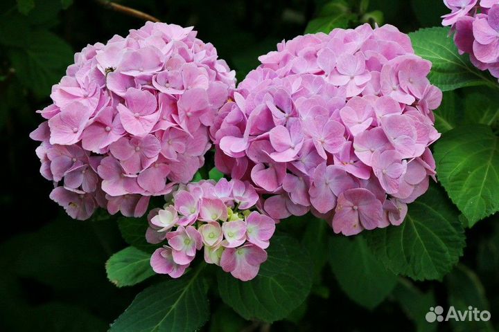 Гортензия крупнолистная розовая