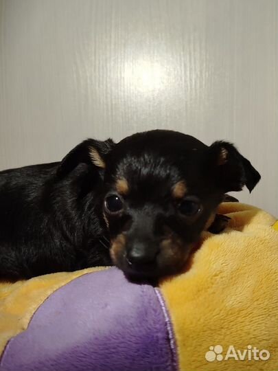 Мини той-терьер щенки