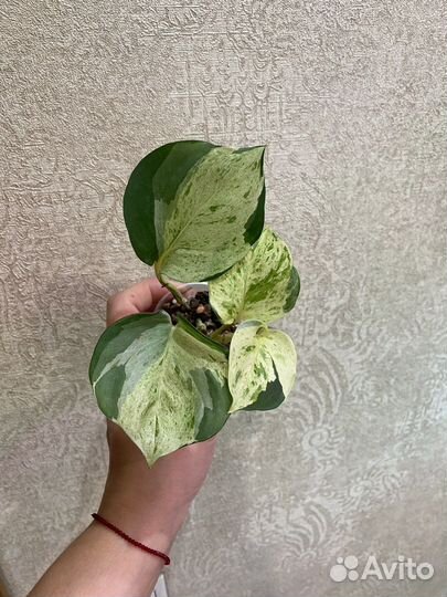 Сциндапсус хеппи лиф