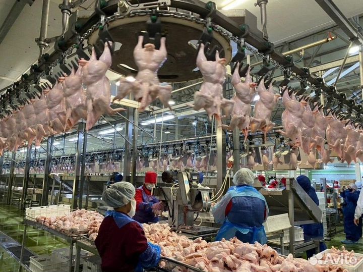 Вакансия на птицефабрике - вахта