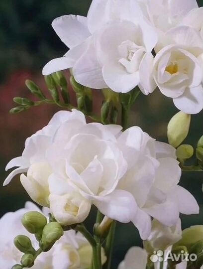 Фрезия 15 сортов