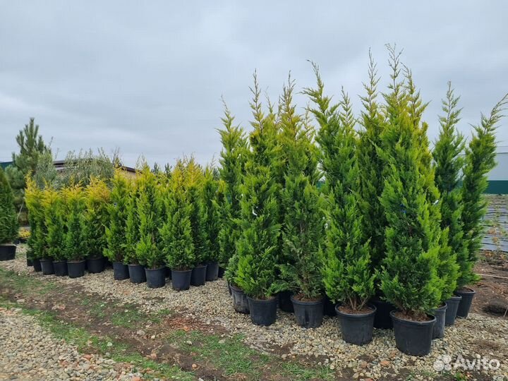 Купресоципарис Лейланда Голд Райдер