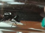 Camponotus ligniperda, Messor barbarus