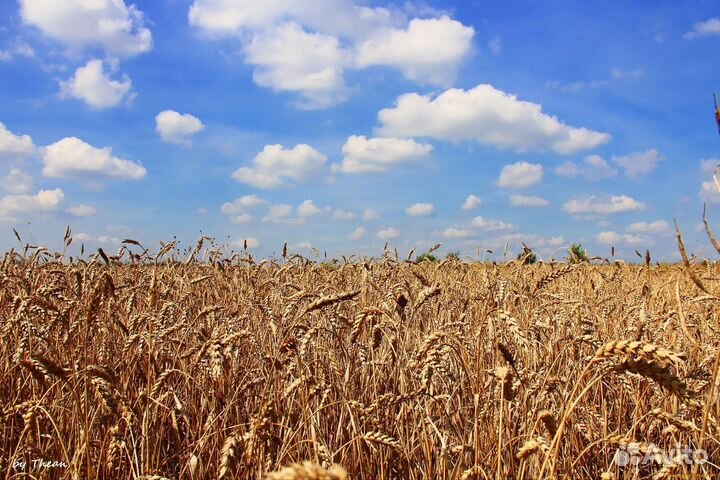 Зерно пшеница