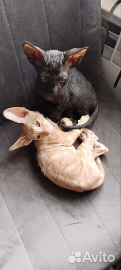 Котята