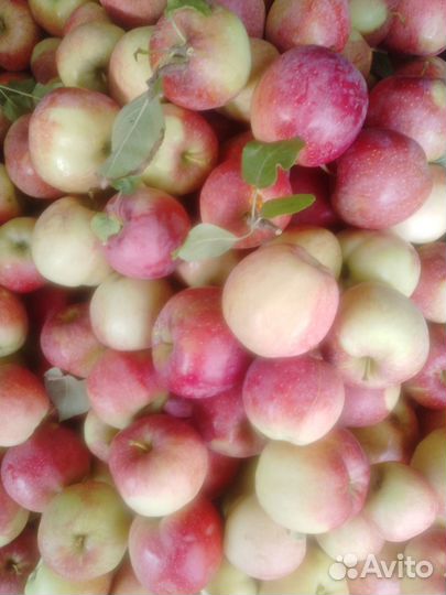 Яблоки сорта: Хани Крисп, Айдаред, Спартан, Гала