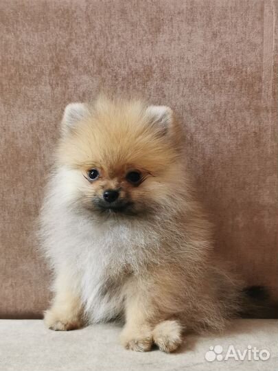 Мини померанцы