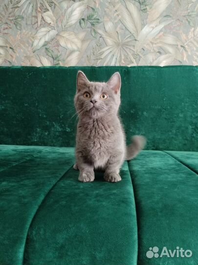 Эксклюзивные малыши