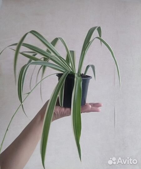 Хлорофитум