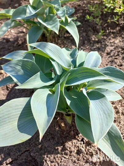 Хоста 7 видов