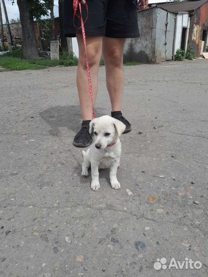 Собаки щенки маленькой породы