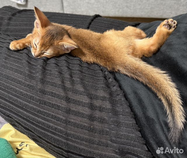 Абиссинские котята