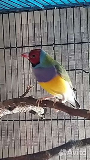 Амадины Гульда