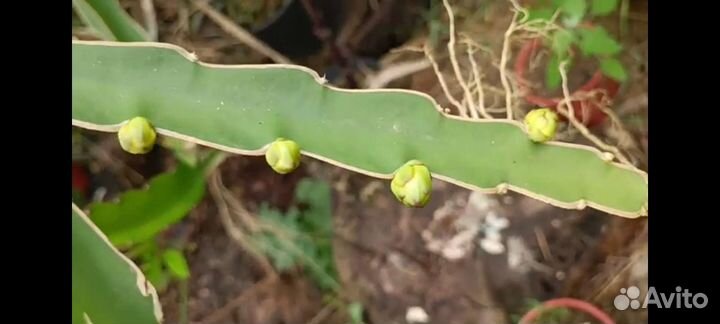 Тропическое растение Питахайя