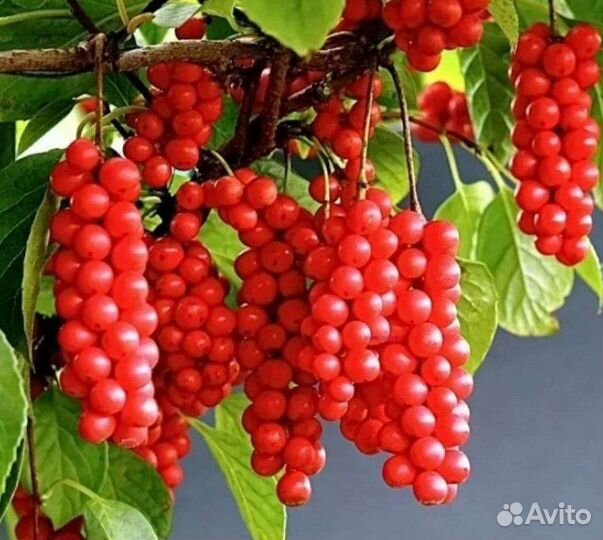 Саженцы китайского лимонника 3 года