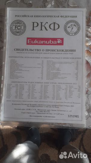 Сибирский хаски