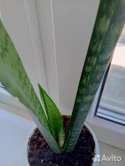 Сансевиерия Тещин язык Щучий хвост