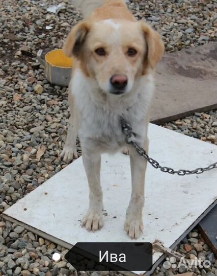 Ива, 2 года. Ласковая, стерилизована