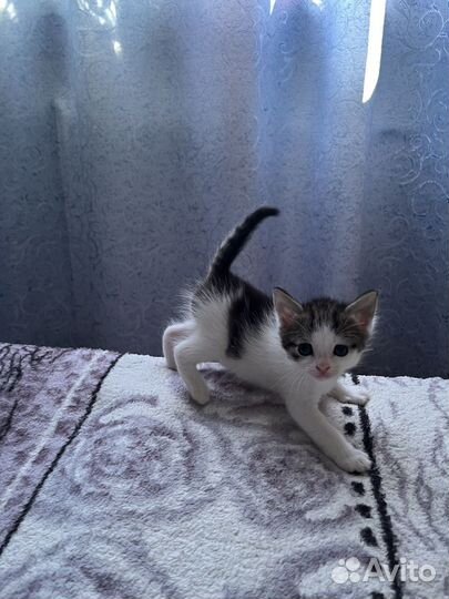 Три кота в добрые руки