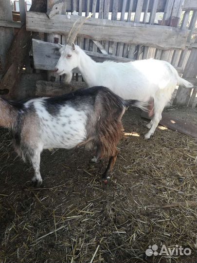 Козы доиные