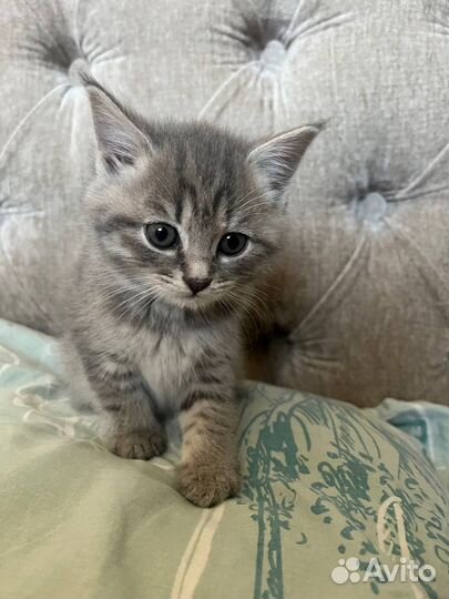 Котята в добрые руки приучены к лотку